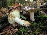 Russula xerampelina image