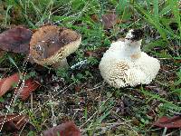 Russula sororia image