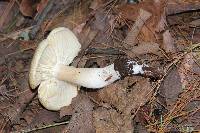 Tricholoma saponaceum image
