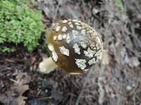 Amanita ceciliae image