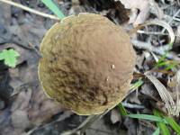 Leccinum pseudoscabrum image