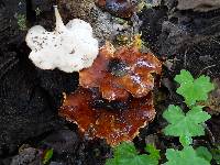 Royoporus badius image