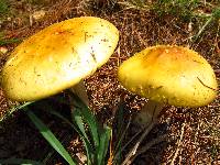 Amanita flavorubens image