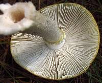 Amanita flavorubens image