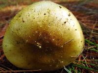Amanita flavorubens image