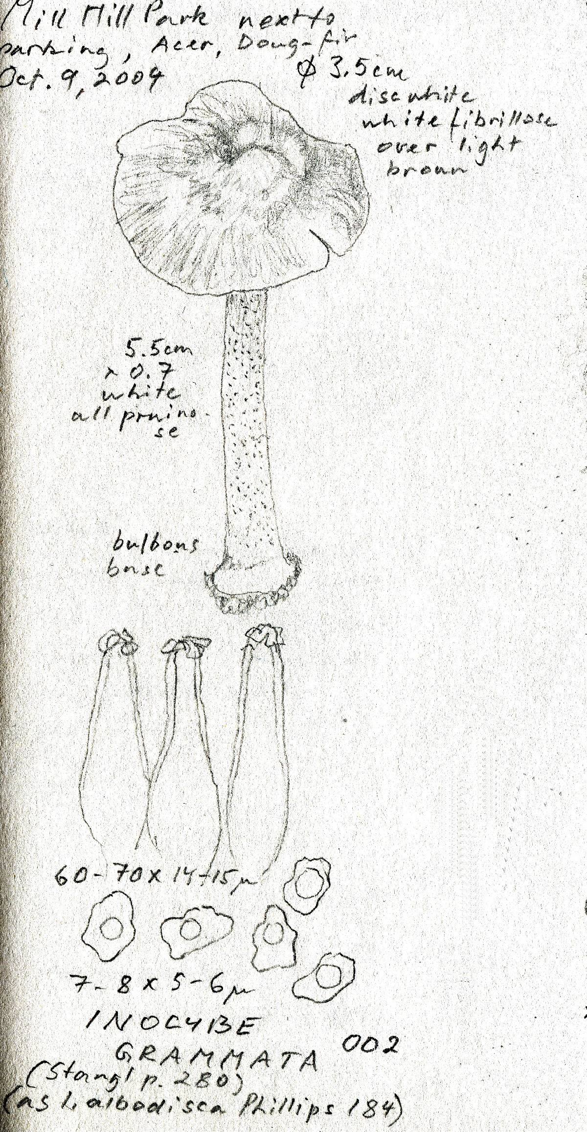 Inocybe grammata image