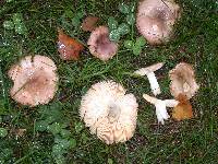 Russula versicolor image