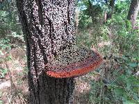 Phellinus robiniae image