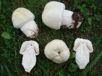 Agaricus arvensis image