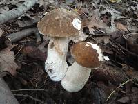 Boletus variipes image