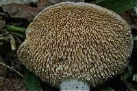 Hydnum zongolicense image