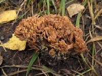 Ramaria testaceoflava image