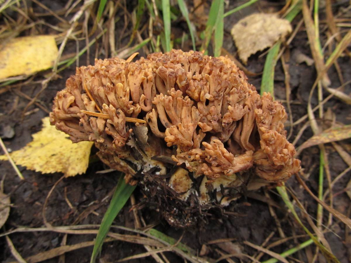 Ramaria testaceoflava image