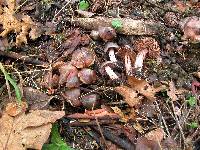 Cortinarius vernus image