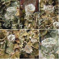 Cladonia pocillum image