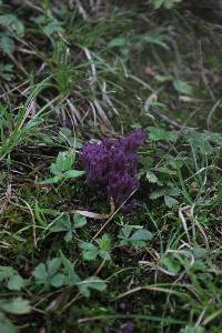 Clavaria zollingeri image