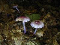 Inocybe lilacina image