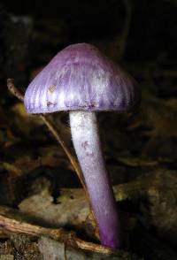 Inocybe lilacina image