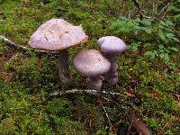 Cortinarius traganus image