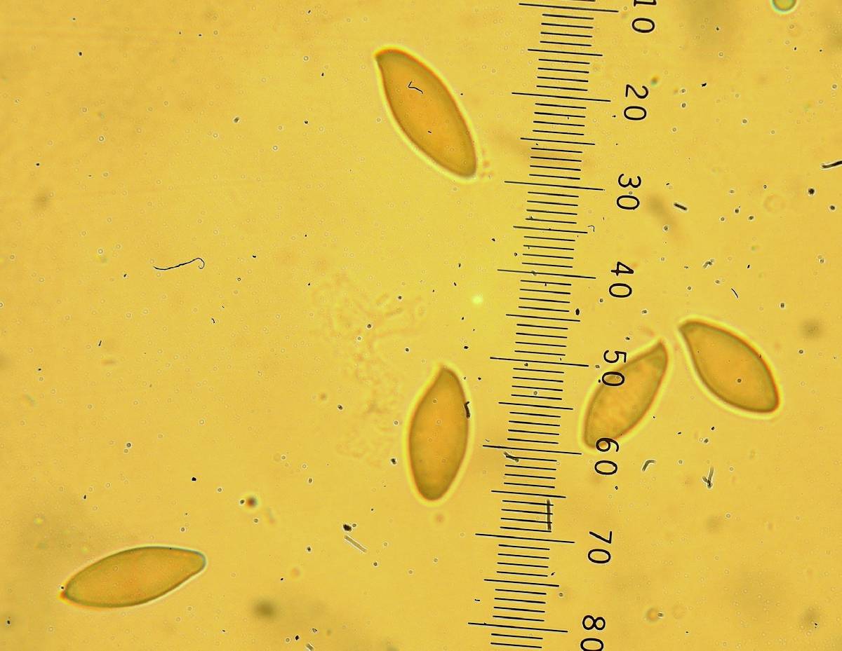 Leccinum cyaneobasileucum image