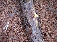 Buchwaldoboletus pseudolignicola image