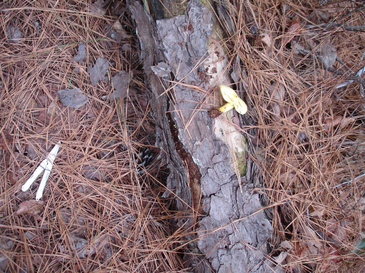 Buchwaldoboletus pseudolignicola image