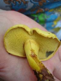 Buchwaldoboletus pseudolignicola image