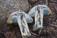 Boletus coniferarum image