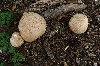 Calvatia cyathiformis image