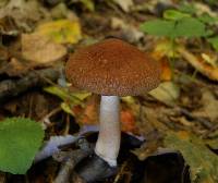 Psathyrella delineata image