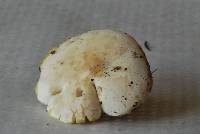 Tricholoma sulphurescens image