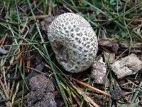 Lycoperdon subcretaceum image