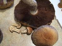 Lacrymaria echiniceps image