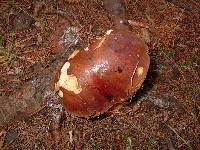 Boletus badius image