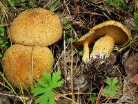 Suillus tomentosus image