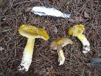 Tricholoma subluteum image