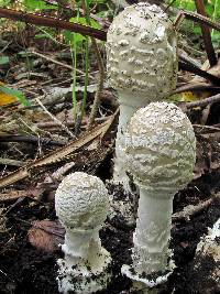 Amanita velatipes image