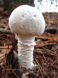 Amanita polypyramis image