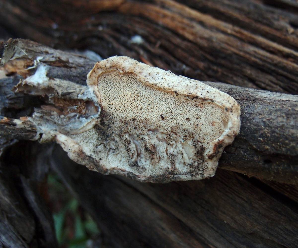 Oligoporus leucospongia image