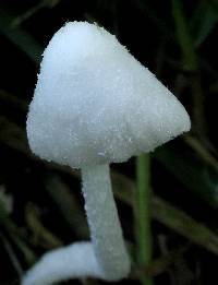 Psathyrella marcescibilis var. virginea image