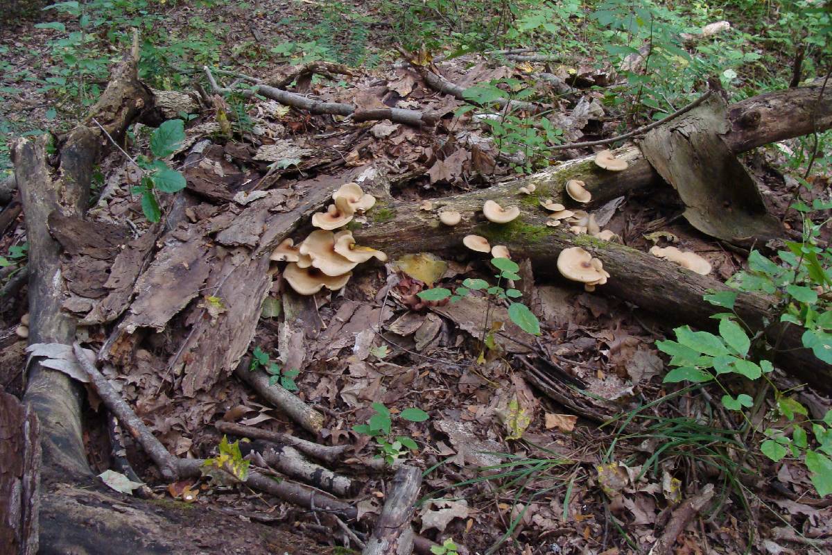 Royoporus badius image