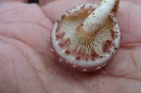 Pholiota polychroa image