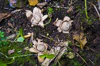 Geastrum triplex image