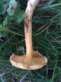 Suillus americanus image