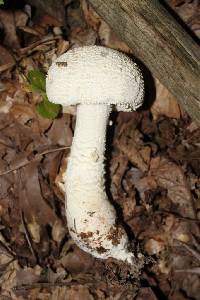 Amanita rhopalopus image