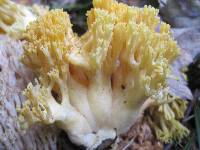 Ramaria aurea image