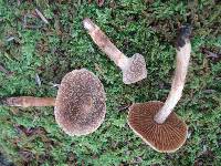 Cortinarius flexipes image