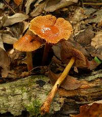 Cortinarius corrugatus image