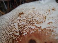 Leucoagaricus americanus image