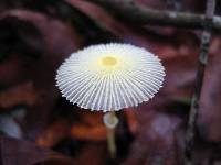 Leucocoprinus fragilissimus image